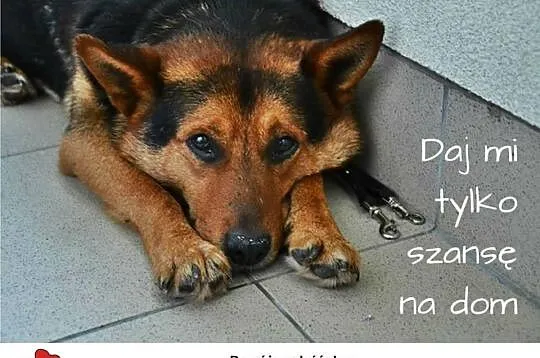 Azorek bardzo potrzebuje domu !