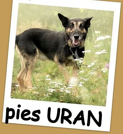 Owczarek mix,aktywny,przyjazny, 5 letni pies URAN.