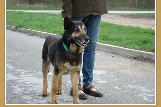 Owczarek mix,aktywny,przyjazny, 5 letni pies URAN.