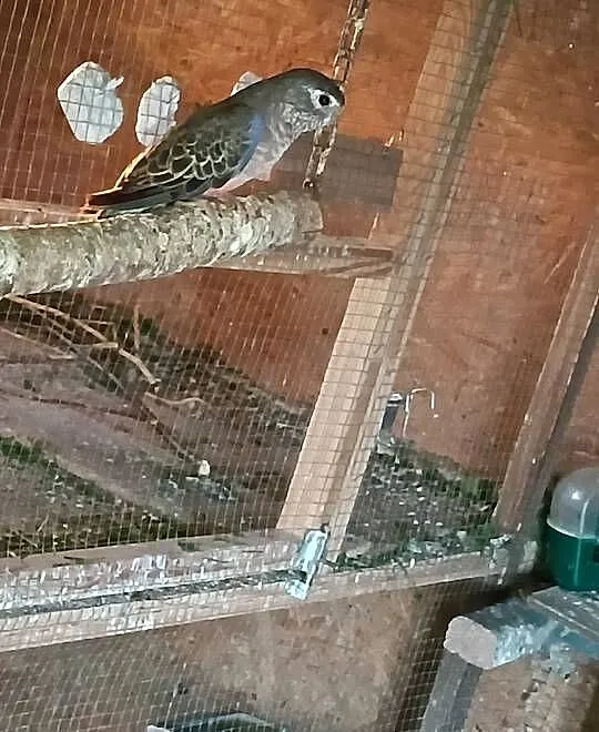 Sprzedam papugi., Wielkopolskie, Pleszew