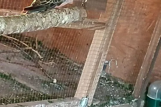 Sprzedam papugi., Wielkopolskie, Pleszew