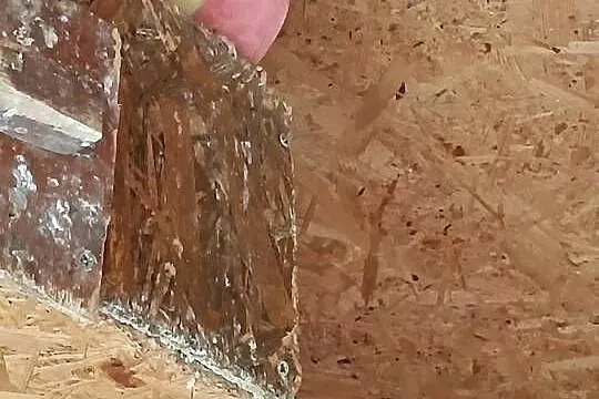 Sprzedam papugi., Wielkopolskie, Pleszew