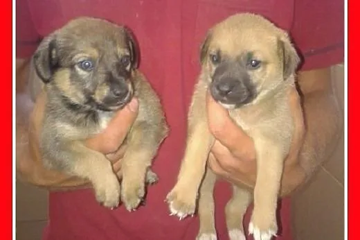 2 mies. szczeniaki,pieski małe docelowo,szczepione