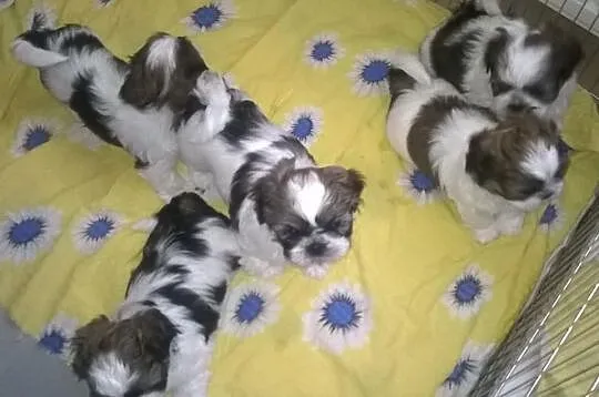 PIĘĆ PRZEPIĘKNYCH SHIH-TZU Z DOMOWEJ HODOWLI !