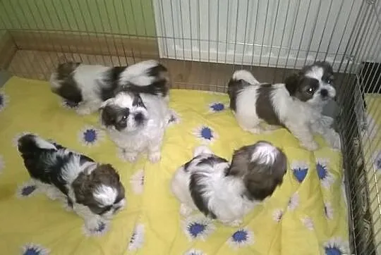 PIĘĆ PRZEPIĘKNYCH SHIH-TZU Z DOMOWEJ HODOWLI !
