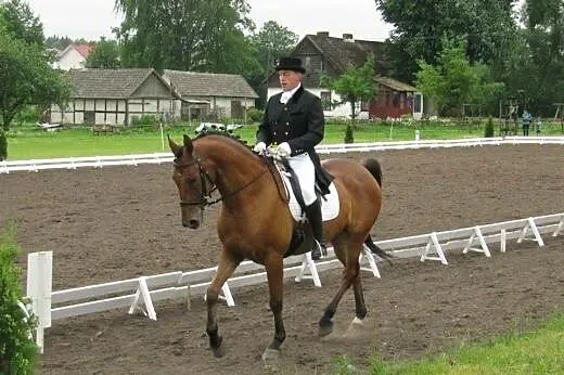 Koń  ujeżdżeniowy,  podlaskie Dąbrowa Białostocka