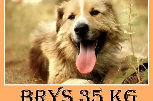 35kg,spokojny,wesoły,łagodny,grzeczny pies BRYŚ.Adopcja,  małopolskie Kraków