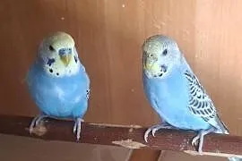 Sprzedam papugi faliste
