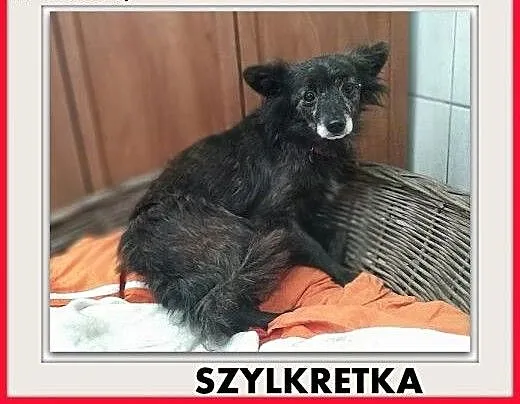 5kg,mała,łagodna,wrażliwa,sterylizowana suczka Szylkretka.ADOPCJA, mazowieckie Warszawa, Mazowieckie, Warszawa