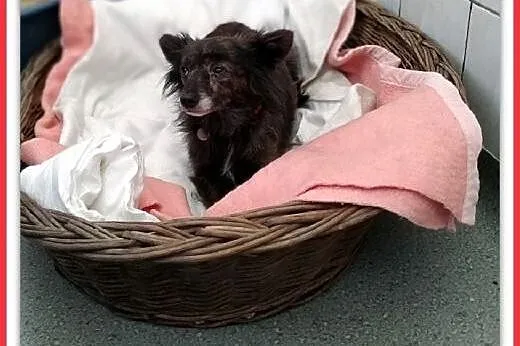 5kg,mała,łagodna,wrażliwa,sterylizowana suczka Szylkretka.ADOPCJA,  mazowieckie Warszawa, Mazowieckie, Warszawa