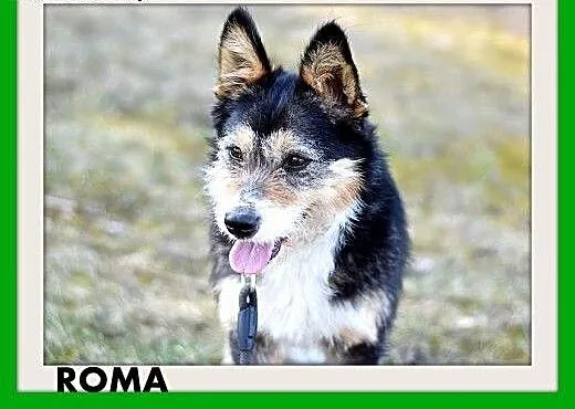 ROMA,średnia,łagodna,wesoła,towarzyska suczka.ADOP