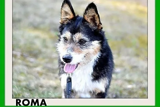ROMA,średnia,łagodna,wesoła,towarzyska suczka.ADOP