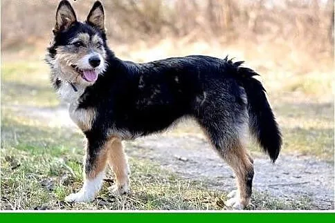 ROMA,średnia,łagodna,wesoła,towarzyska suczka.ADOP