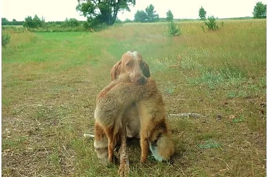 Bracco italiano - szczenięta -WIOSNA 2015 ***Zapow