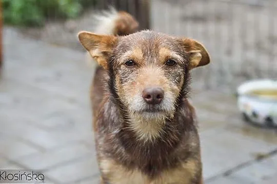 Prześliczny szorstkowłosy Bercik, pieszczoch do adopcji!
