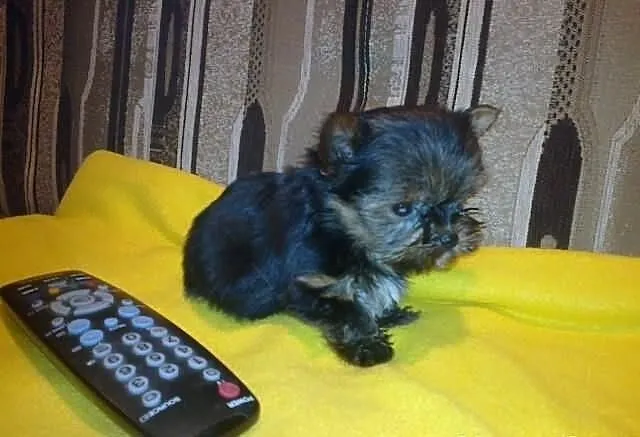 Yorkshire terrier-piękne mini yoreczki z rodowodem