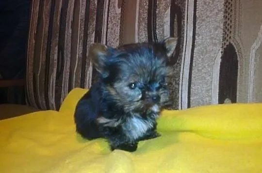 Yorkshire terrier-piękne mini yoreczki z rodowodem