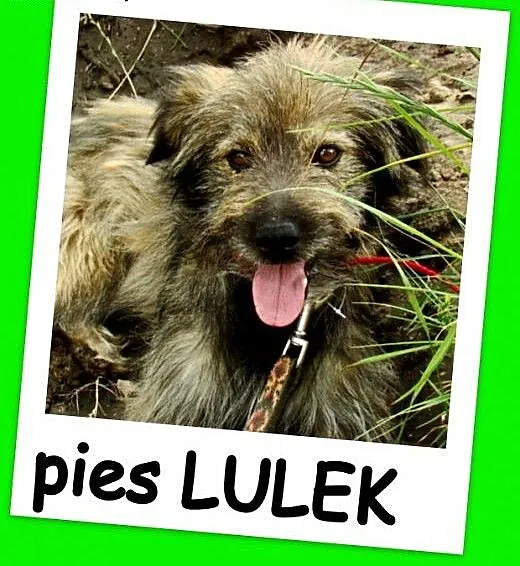 Długowłosy,przesympatyczny psiak LULEK,grzeczny,ła