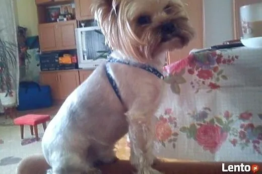 Reproduktor Yorkshire terrier z rodowodem :),  mazowieckie Ostrołęka