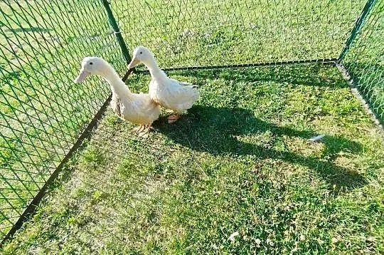 Kaczki para Pekin, Kujawsko-pomorskie, Szubin