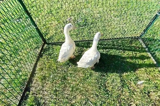 Kaczki para Pekin, Kujawsko-pomorskie, Szubin