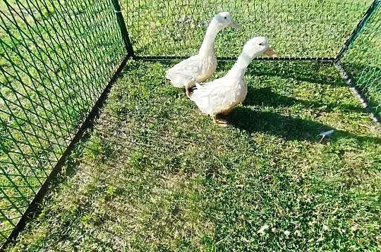 Kaczki para Pekin, Kujawsko-pomorskie, Szubin