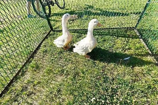 Kaczki para Pekin, Kujawsko-pomorskie, Szubin