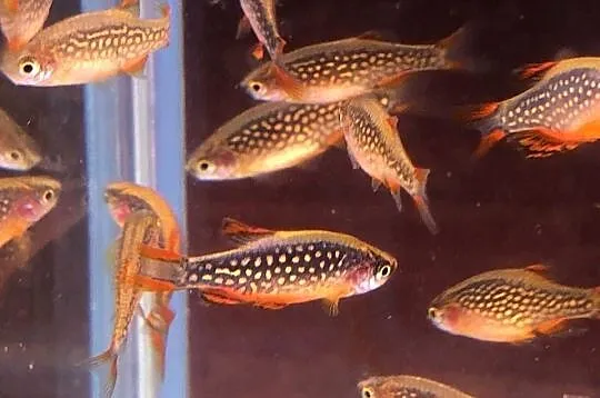 Rozbora Galaxy Danio