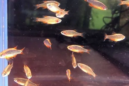 Rozbora Galaxy Danio, Łódzkie, Justynów