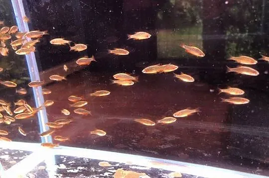 Rozbora Galaxy Danio, Łódzkie, Justynów