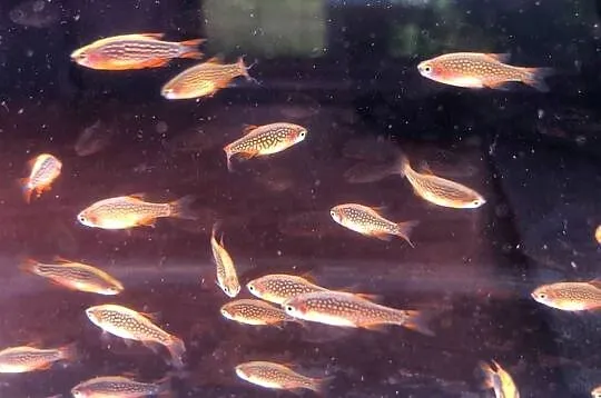Rozbora Galaxy Danio, Łódzkie, Justynów