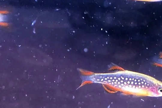 Rozbora Galaxy Danio, Łódzkie, Justynów