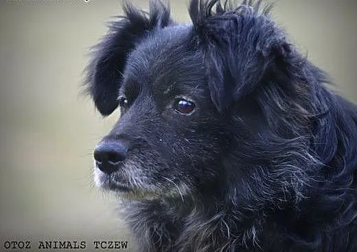OTOZ Animals - Psi seniorzy - Reksio - mały kudłac
