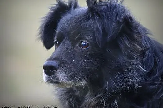 OTOZ Animals - Psi seniorzy - Reksio - mały kudłac