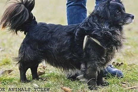 OTOZ Animals - Psi seniorzy - Reksio - mały kudłac