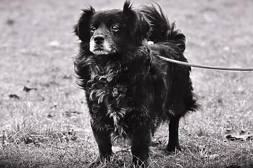 OTOZ Animals - Psi seniorzy - Reksio - mały kudłac