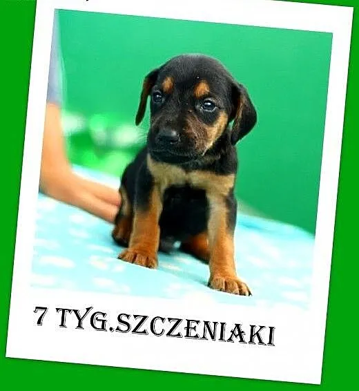 Szczenięta 7 tyg.duże docelowo,mieszańce,owczarek
