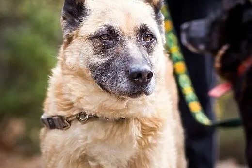 Reksio anioł nie pies wciąż szuka domku , Kundelki cała Polska