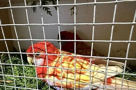 Częściowa likwidacja Rozella królewskiej, Śląskie, Korwinów