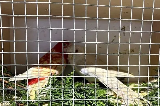 Częściowa likwidacja Rozella królewskiej, Śląskie, Korwinów