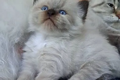 Kotka neva masquerade kot syberyjski mitted colorpoint