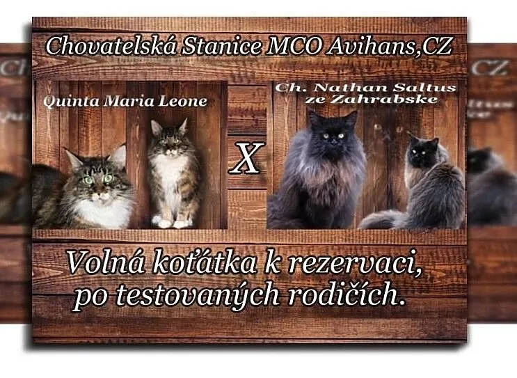 Hodowla MCO Avihans, CZ, , Zálezlice