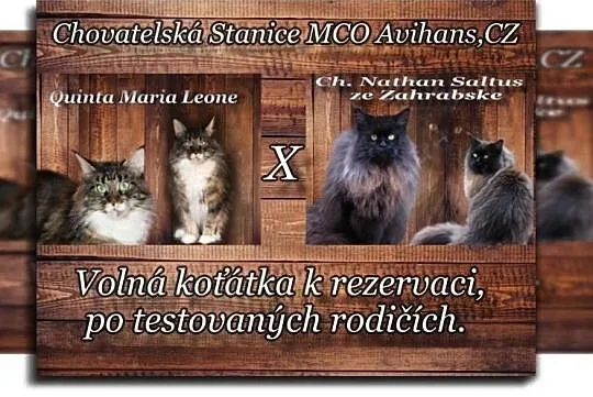 Hodowla MCO Avihans, CZ, , Zálezlice