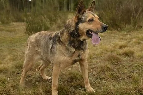 Gienia- wciąż czeka swojego człowieka. Przyjdzie ?