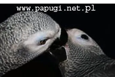żako kongijskie pary lęgowe