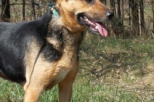 Pomóż Luli, daj jej szansę na nowe życie! POKOCHAJ I ADOPTUJ,  świętokrzyskie Suchedniów