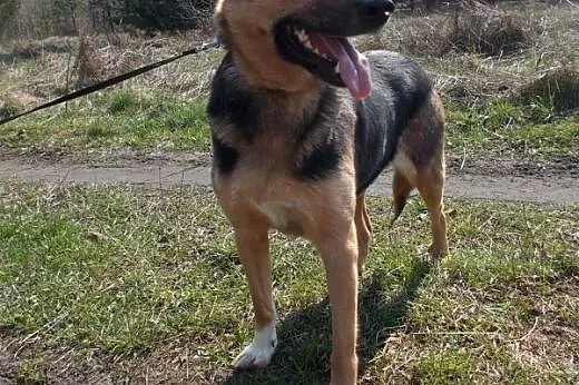 Pomóż Luli, daj jej szansę na nowe życie! POKOCHAJ