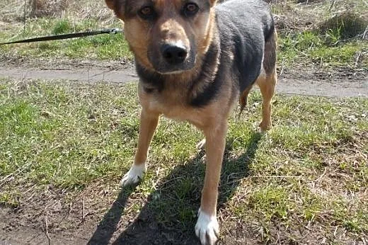 Pomóż Luli, daj jej szansę na nowe życie! POKOCHAJ