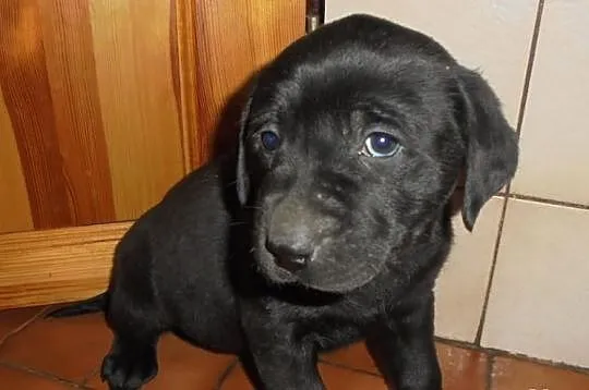 Sprzedam sunie labradora