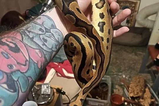 Python Królewski Python Regius Leopard clown OD, Mazowieckie, Błonie